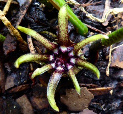 Aspidistra